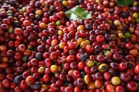 Fresh coffee beans