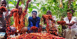 Showing coffee process