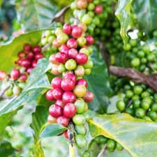 Destiny Coffee Legacy Project