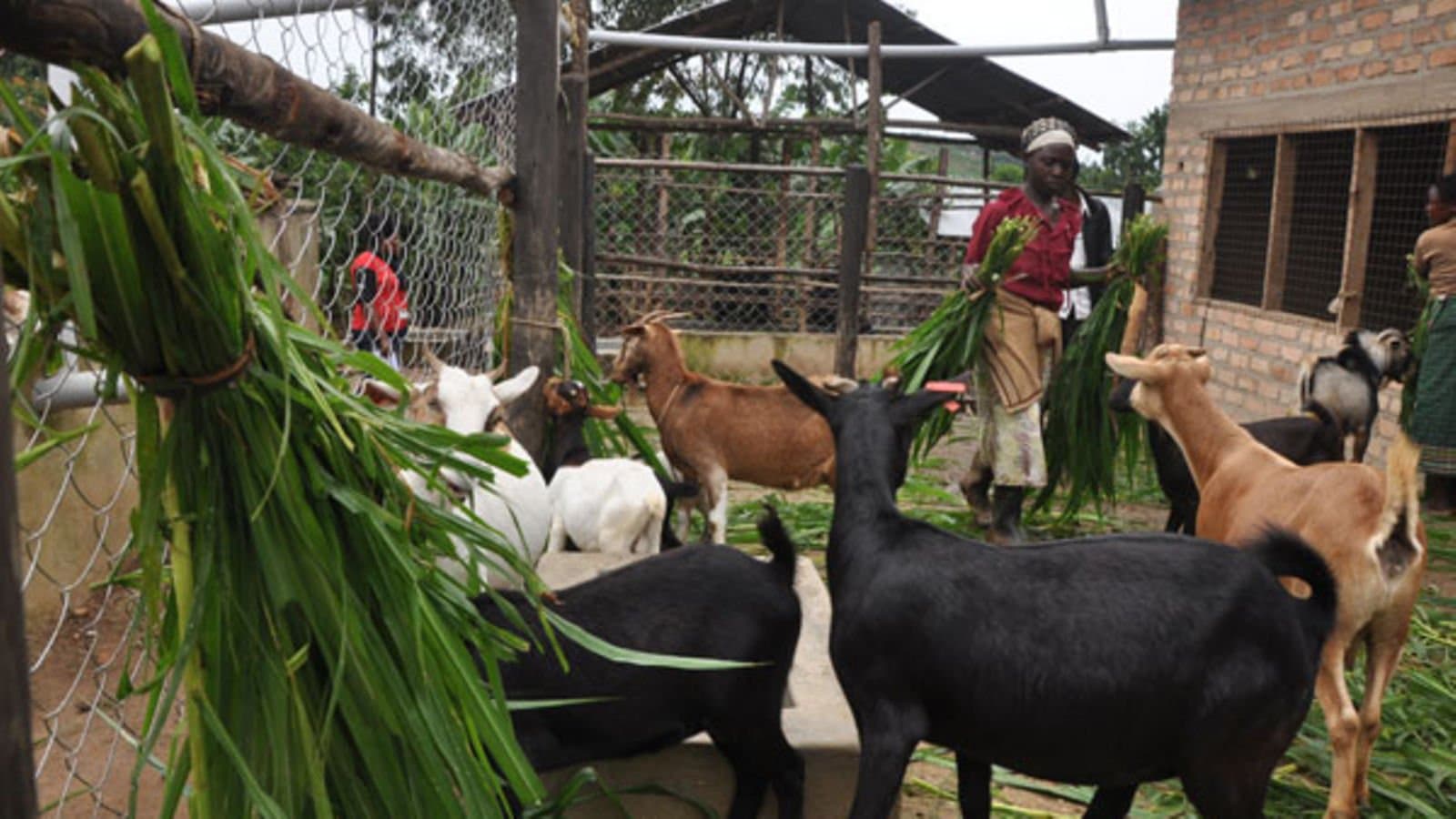 Farmer with goat