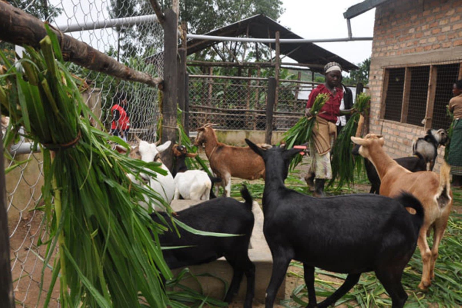 Breeding and herd management