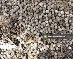 Manure to value