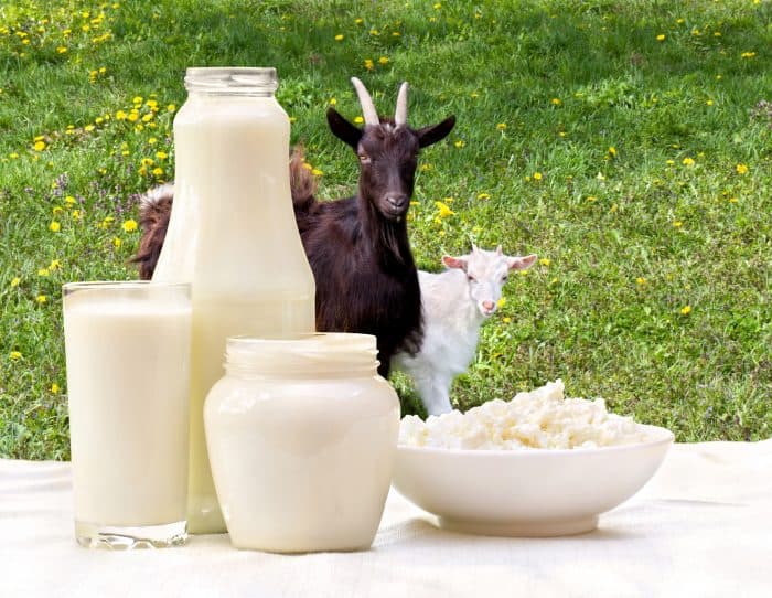 Goat Farming & Community Empowerment