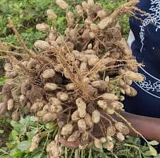 Peanut plants growing in field
